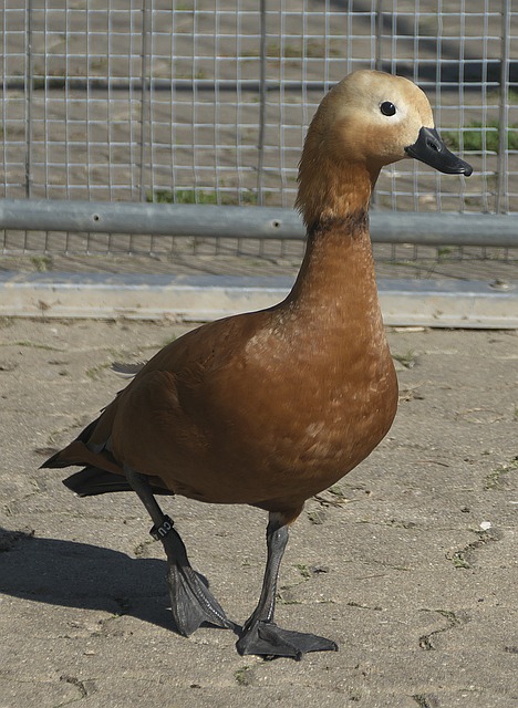 幕后英雄
